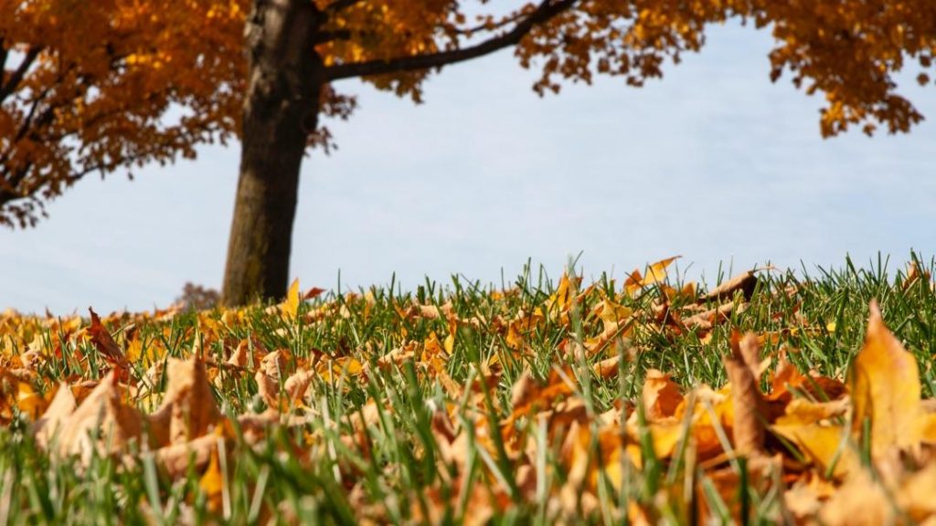 lawn care for fall picture of tree fall foliage and leaves on ground. Fall Clean-up and winter survival for your lawn