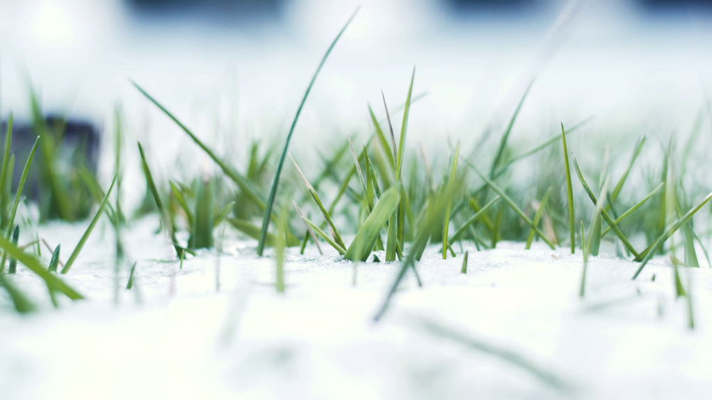 Lawn in the winter snow covering.