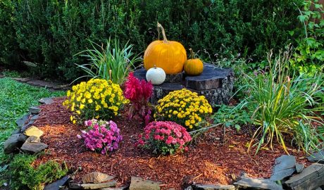 Fall Planting Lawn Care