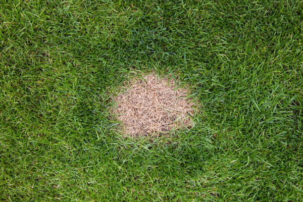 How to Water Your Lawn Wisely and Prevent Burn Out