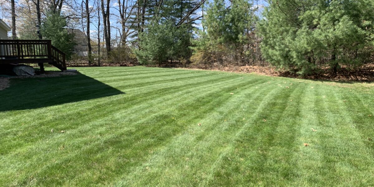 Take Care of a Lawn with Lots of Shade