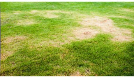 Overseeding or Reseeding - Revive Your Lawn
