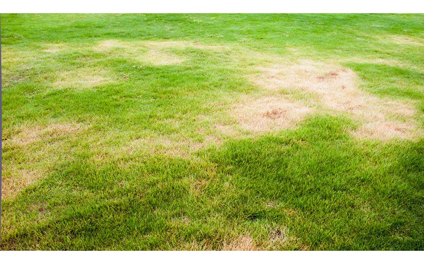 Overseeding or Reseeding - Revive Your Lawn