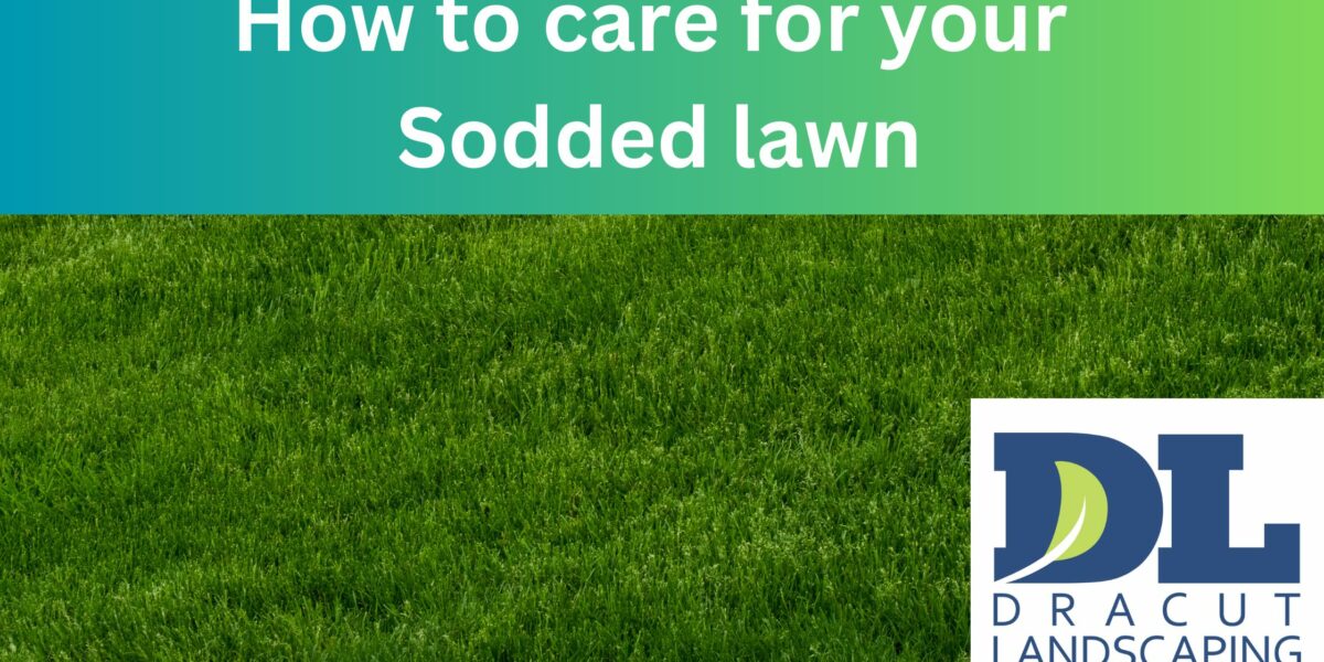 Timing and Tips for a Healthy Lawn
