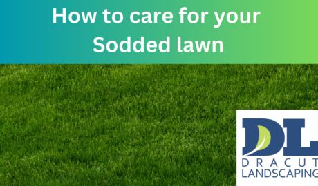 Timing and Tips for a Healthy Lawn